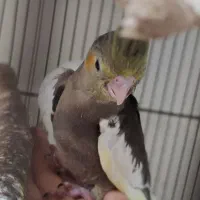 دنیای برزیلی / عروس هلندی ورق بزنید