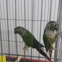 سلام فروش جفت گرینچیک مولدیامعاوضه باجفت ملنگو