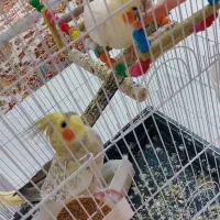 عروس هلندی  دوس داشتنی با قیمت مناسب