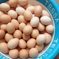 تخم مرغ تازه نطفه دار