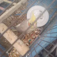 عروس هلندی|پرنده|کنگاور, |دیوار