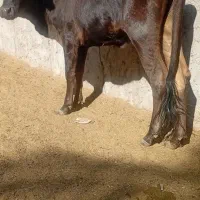 گستر با گاو قصابی|حیوانات مزرعه|بم, |دیوار