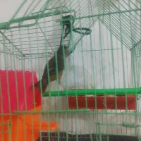 سرقناری فروشی