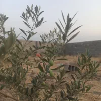 زمین مسکونی امانقره جه