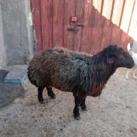 قوچ همو|حیوانات مزرعه|قوچان, |دیوار