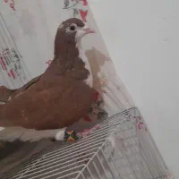 کبوتر بوم درشی جفتگاه ساده|پرنده|ملک‌آباد, |دیوار