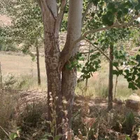 درخت کبوده وگردو|گل و گیاه طبیعی|شهرکرد, |دیوار