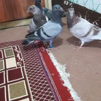 جوجه سخریج  پلاکی وماده‌ پلاکی ابلق