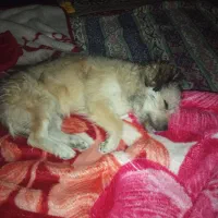 سگ‌ پا کوتاه نژاد دار ....نژاد تریر|سگ|بافت, |دیوار