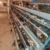 استخدام کارگر جهت مرغداری