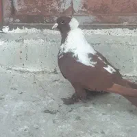 گگلیی قرمزی نشان آلابوغاز نر...گگلیی|پرنده|اردبیل, |دیوار