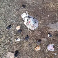 مرغ گلین لری اصل طبیعی|حیوانات مزرعه|پارسآباد, |دیوار