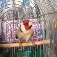 سهره سرسیاه