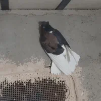 کبوتر یا کفتر دو رنگ باخت رفته