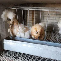 جوجه ابریشمی فول کیفیت|حیوانات مزرعه|مشهد, شهرک شیرین|دیوار