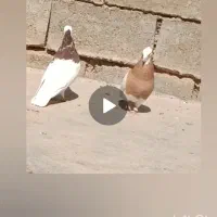 کبوتر