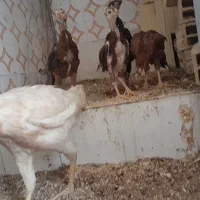 مرغ لاری با شش تا جوجه لاری