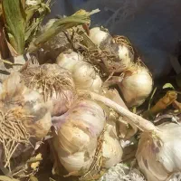 سیر محلی باماندگاری بالا|خوردنی و آشامیدنی|بافت, |دیوار