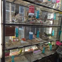 پرنده سرای وینگ|پرنده|بهبهان, |دیوار