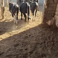 فروش تعداد گوساله وگستر|حیوانات مزرعه|هیرمند, |دیوار