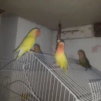 طوطی برزیلی|پرنده|اصفهان, فرودگاه شهید بهشتی|دیوار