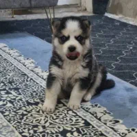 توله هاسکی اصیل چشم آبی