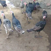 بوقلمو|حیوانات مزرعه|سنندج, |دیوار