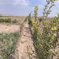 فروش ۴حبه زمین کشاورزی|فروش دفتر صنعتی، کشاورزی، تجاری|نگار, |دیوار