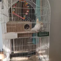 عروس هلندی نر و ماده