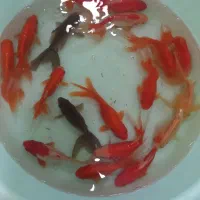 گلدفیش مولد|ماهی|اصفهان, باب الدشت|دیوار