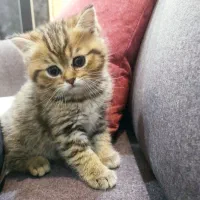 گربه بریتیش اصیل