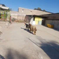 نرمیش و دوبر ترکی