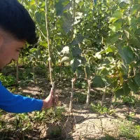 جشنواره فروش نهـال|خدمات باغبانی و درختکاری|سردشت, |دیوار