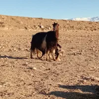 بزجوان ننه بالا