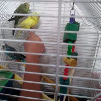 ۳عددمرغ عشق زیبا که در حال گرم کردن لونه