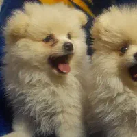 توله پامرانین