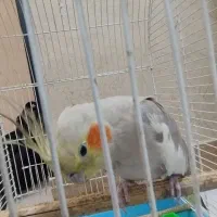 عروس هلندی|پرنده|اصفهان, خوراسگان|دیوار