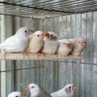 فنچ قناری الیام