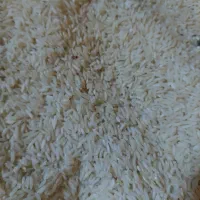 برنج هاشمی امسال|خوردنی و آشامیدنی|کوچصفهان, |دیوار