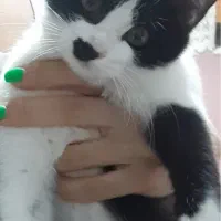 واگذاری رایگان گربه نر ۳ ماهه (تاکسیدو)