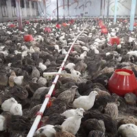 تخم نطفه دار بلدرچین ،جوجه بلدرچین،بلدرچین|حیوانات مزرعه|مشهد, توس (بلوار توس)|دیوار