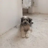 یک عدد سگ 5ماهه|سگ|قم, تولید دارو و یخچال|دیوار