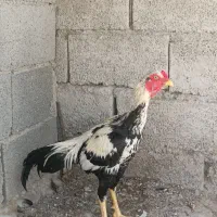 خروس نیکشهر|حیوانات مزرعه|قصرقند, |دیوار