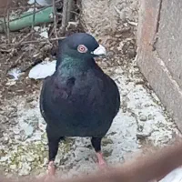 پلاکی بیرونی