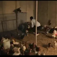 مرغ و  خروس محلی