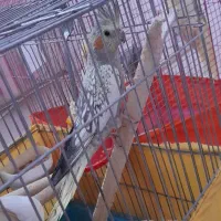 عروس هلندی سخنگو نروماده لوتینو سینامون مرواریدی|پرنده|محمدشهر, شهرک چمران|دیوار