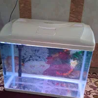 آکواریوم شرکتی برند دلسا اصلی، درحدنو|ماهی|بندرعباس, |دیوار