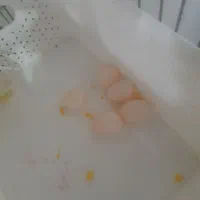 عروس هلندی جفت مولد وسخنگو|پرنده|تهران, دکتر هوشیار|دیوار