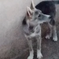 سگ نگهبان
