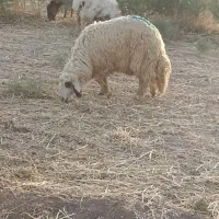 سه عدد بره قوچی